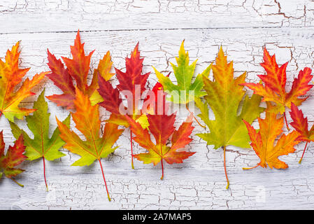 Autumn background with maple leaves Stock Photo