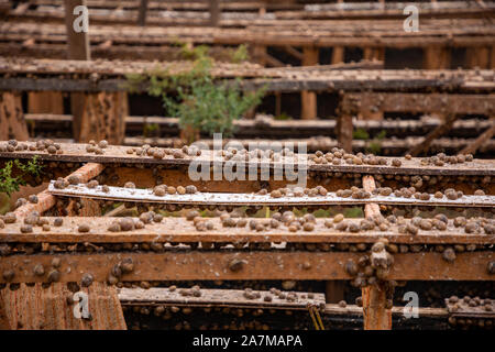 Snails during feeding in private snail farm in Czech Republic Stock Photo