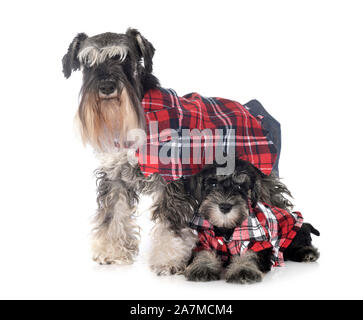 dressed miniature schnauzers in front of white background Stock Photo