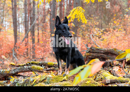 A dog, a German shepherd, a wolf in a dense forest stands on fallen tree trunks covered with moss Stock Photo