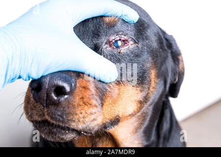 Red swollen inflamed dog's eyes during an infection Stock Photo