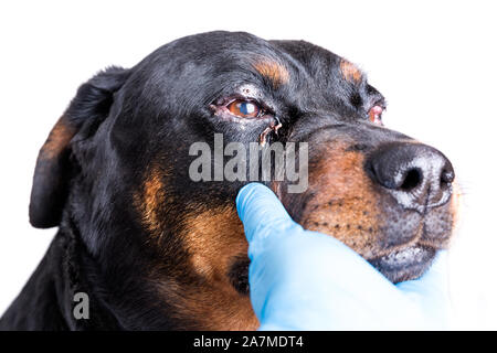 Red swollen inflamed dog's eyes during an infection Stock Photo