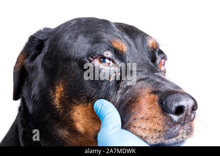 Red swollen inflamed dog's eyes during an infection Stock Photo