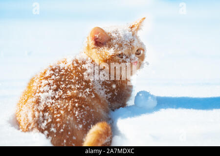 Red cat walks in deep snow during a snowfall in winter Stock Photo