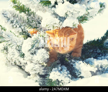 Little red kitten dressed sits on a fir tree outdoors in winter Stock Photo