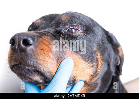 Red swollen inflamed dog's eyes during an infection Stock Photo