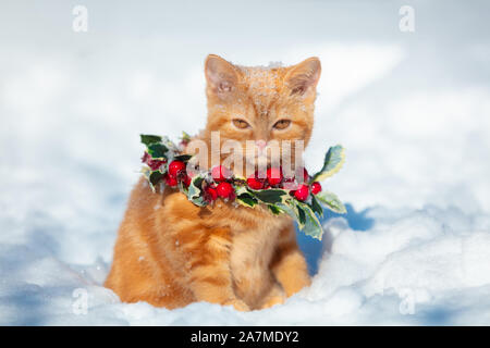 Little red kitten in a Christmas wreath sits on snow in the winter Stock Photo