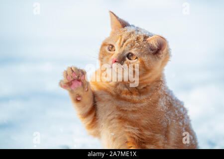 Cat playing with snow. Little ginger kitten with a paw in the air. Playful cat walking outdoors in the snow in winter Stock Photo