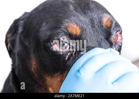 Red swollen inflamed dog's eyes during an infection Stock Photo