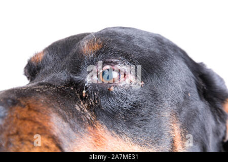 Red swollen inflamed dog's eyes during an infection Stock Photo