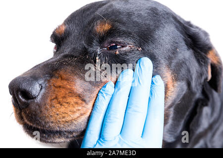 Red swollen inflamed dog's eyes during an infection Stock Photo