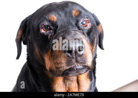 Red swollen inflamed dog's eyes during an infection Stock Photo