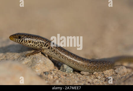 Ocellated Skink (Chalcides ocellatus) in the sand on the Island of Cyprus. Stock Photo