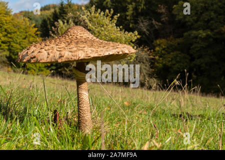 Exposed parasol mushroom on a meadow in the sunshine. Exempted giant umbrella on a meadow. Stock Photo