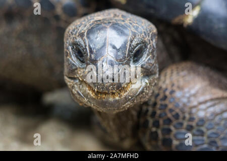 Closeup portrait of Galapagos giant tortoise ,Chelonoidis nigra, with bright black eyes looking curiously. Selective focus on the nose. Stock Photo