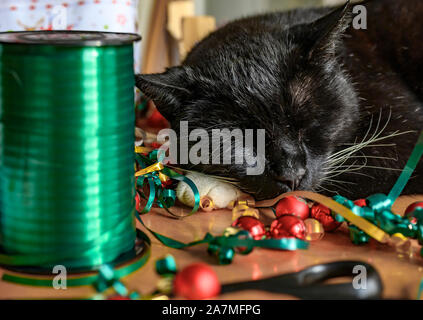 Black cat in the midst of Christmas decoration, which serves to embellish gifts of a Christmas calendar. Stock Photo