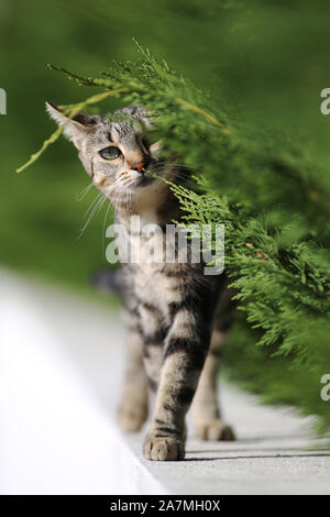 A female cat walking on a wall finds an obstacle Stock Photo