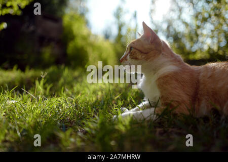 An orange tabby sat on the grass on a warm late summer evening. Stock Photo