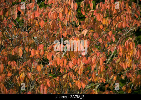Autumn leaves on Cherry Blossom Stock Photo