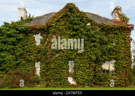 Quirky Irish cottage house building facade covered in Boston Ivy or Parthenocissus Tricuspidata Veitchi in Killarney, Ireland Stock Photo