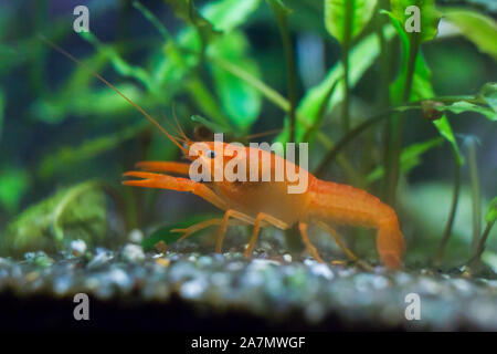 Mexican Orange crayfish Stock Photo