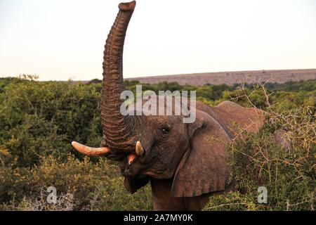 Greeting elephant in South African bush Stock Photo