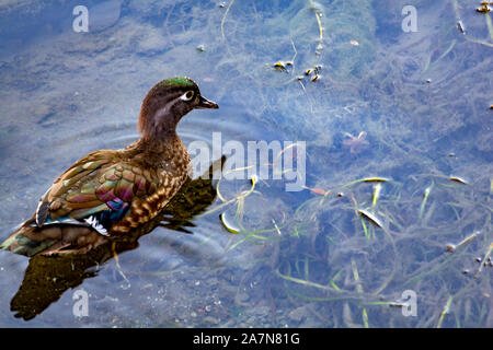 A female wood duck (Aix sponsa) swims in shallow water in a draining canal. Areas of vibrant coloring brighten her otherwise brown feathers. Stock Photo
