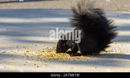 An eastern gray squirrel, colored black due to a melanistic genetic variation, eats birdseed that has been scattered on a concrete platform. Stock Photo