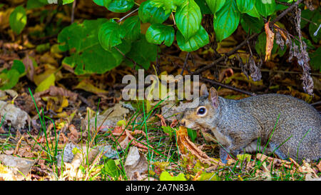 An eastern gray squirrel walks slowly on the grass under some low-lying plants. With leaves on the ground in autumn, it proceeds with caution. Stock Photo