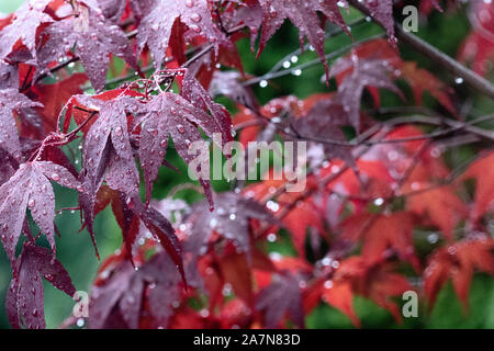 Beautiful red maple leaves in autumn rain. Close up of rain drops on red leaf. Background of autumn leaves. Rainy weather. Stock Photo