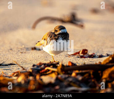 Ringed plover roosting on a sandy beach surrounded by seaweed Stock Photo