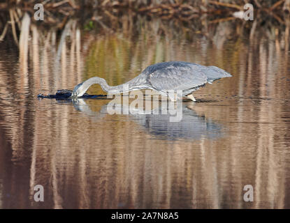 Great Blue Heron (Ardea herodias) searching for prey in a pond at, Broad Cove, , Nova Scotia, Canada,
