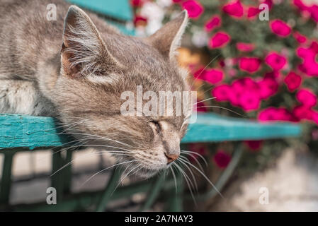 Cute gray cat sitting on a wooden bench outdoors .A gray cat sits on a wooden bench near the house. The cat has beautiful yellow eyes. Stock Photo