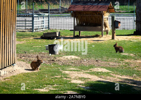 Cute various colors of little rabbits in a farm.Farm animals. Rabbits on the farm, walk on the green grass. Domestic animals on the farm. Stock Photo