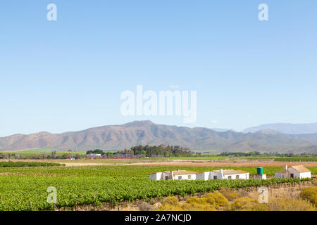 Vineyards in the Robertson Wine Valley, Breede River Valley, Western Cape Winelands, South Africa in spring. View to the Riviersonderend Mountains Stock Photo
