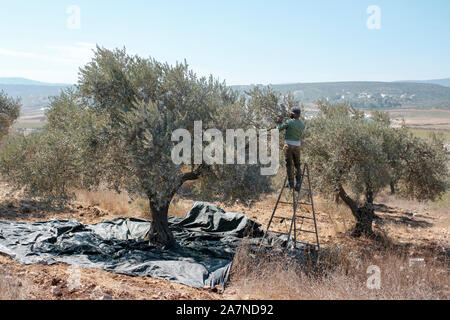 Man harvesting olives from olive tree, Zababdeh, West Bank, Palestine. Stock Photo