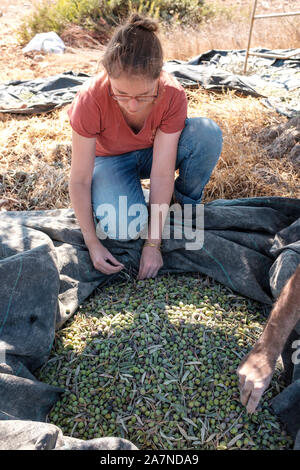 Woman sorting olives during olive harvest, Zababdeh, West Bank, Palestine. Stock Photo