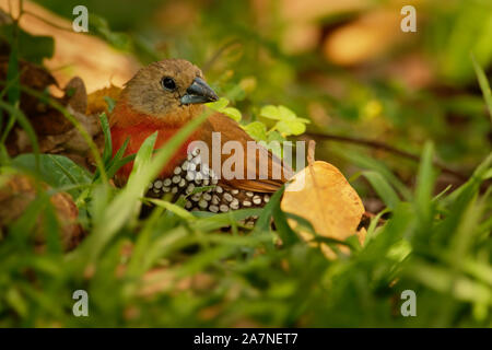 Red-throated Twinspot - Hypargos niveoguttatus common species of bird found in sub-saharan Africa, red bird with brown wings and white spotted black b Stock Photo