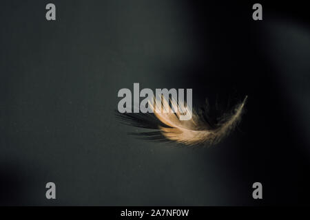 Brown feather on a black background Stock Photo