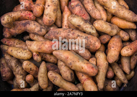 Fresh dug pink fir apple potatoes. Stock Photo