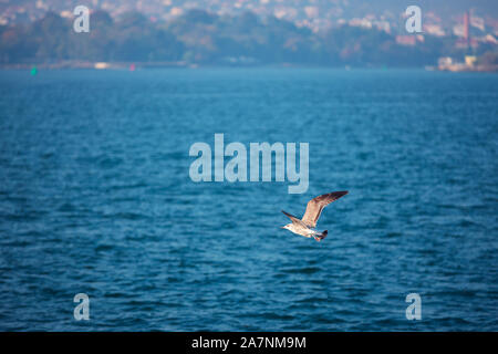 Flying seagull over the blue sea Stock Photo