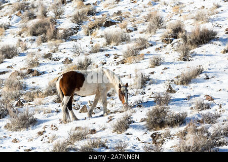 Wild horses browsing for food in winter in the desert Stock Photo