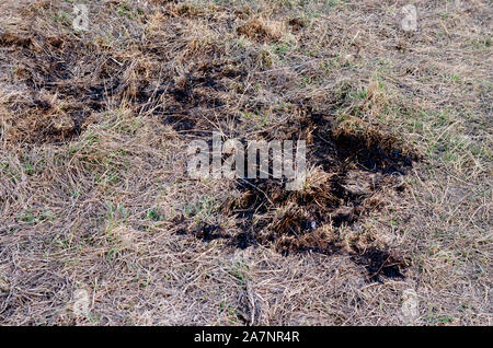 Traces of ashes after a fire ina dry grass field. Stock Photo