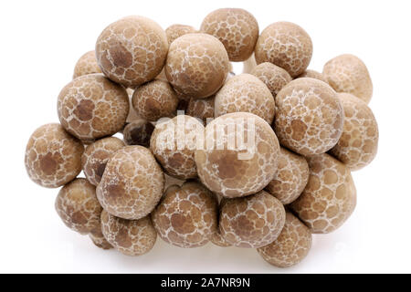 Japanese fresh shimeji mushroom on white background Stock Photo