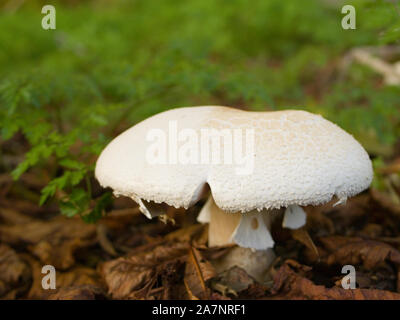 Horse Mushroom, Agaricus arvensis, growing in woodland, autumn, UK Stock Photo