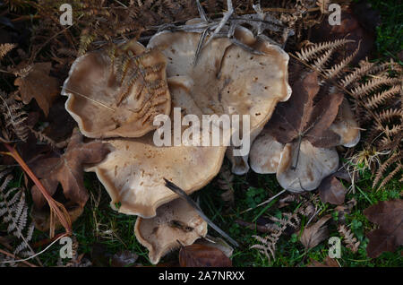 Great diversity of wild mushroom species in the beech forests of Sierra de Urbasa, Nafarroa, Northern Iberian Peninsula Stock Photo