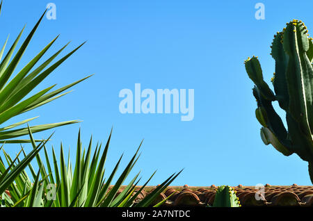 Low angle view of tile  roof  building  ,   night blooming cereus cactus  and  palm leaves against clear blue sky . Stock Photo