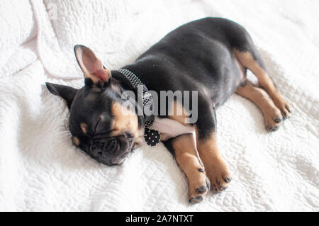 black and tan French bulldog Stock Photo