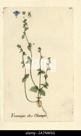 Green field-speedwell, Veronica agrestis. Handcoloured botanical drawn and engraved by Pierre Bulliard from his own 'Flora Parisiensis,' 1776, Paris, P.F. Didot. Pierre Bulliard (1752-1793 was a famous French botanist who pioneered the three-colour-plate printing technique. His introduction to the flowers of Paris included 640 plants. Stock Photo