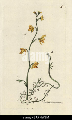 Common bladderwort, Utricularia vulgaris. Handcoloured botanical drawn and engraved by Pierre Bulliard from his own 'Flora Parisiensis,' 1776, Paris, P.F. Didot. Pierre Bulliard (1752-1793 was a famous French botanist who pioneered the three-colour-plate printing technique. His introduction to the flowers of Paris included 640 plants. Stock Photo